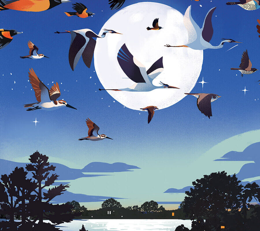 Illustration of birds in flight under a full moon