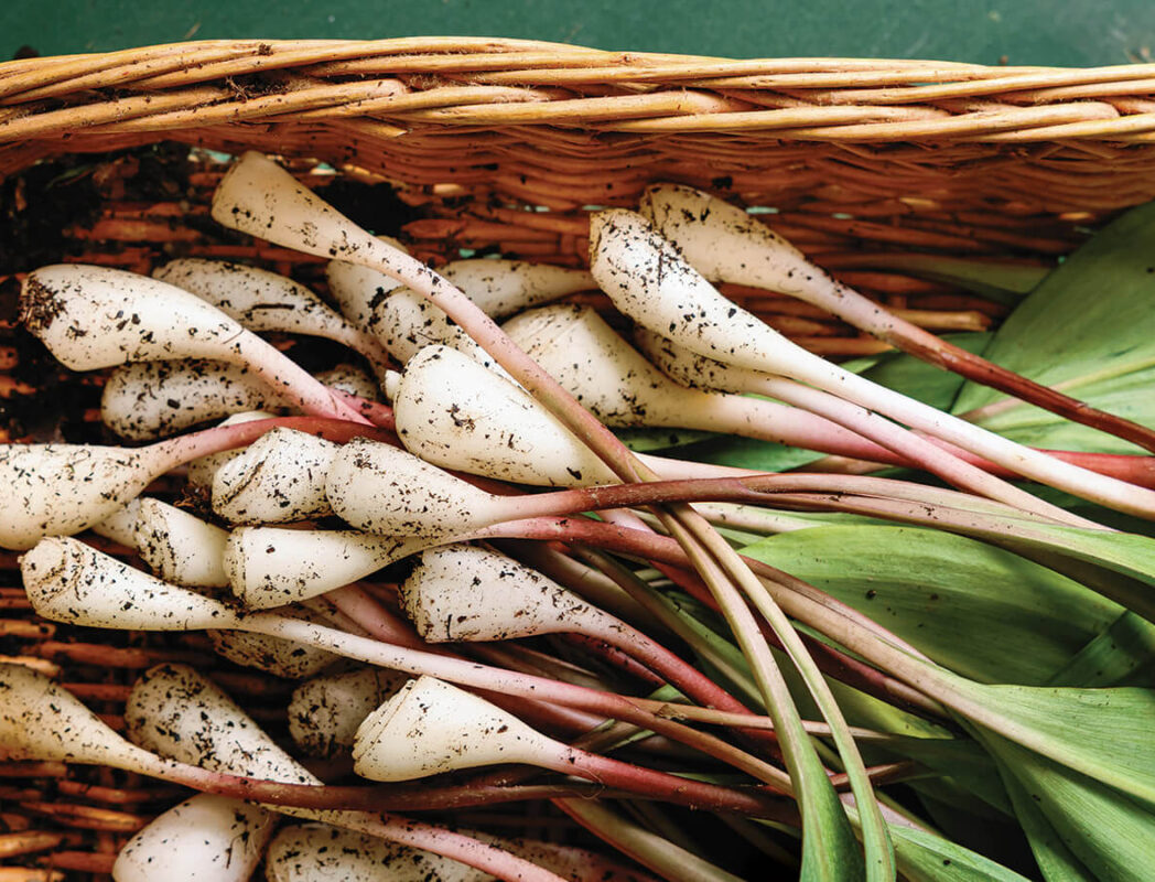 Basket full of ramps
