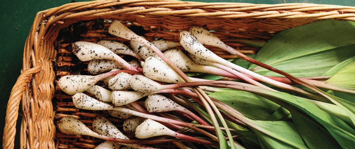 Basket full of ramps