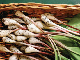 Basket full of ramps