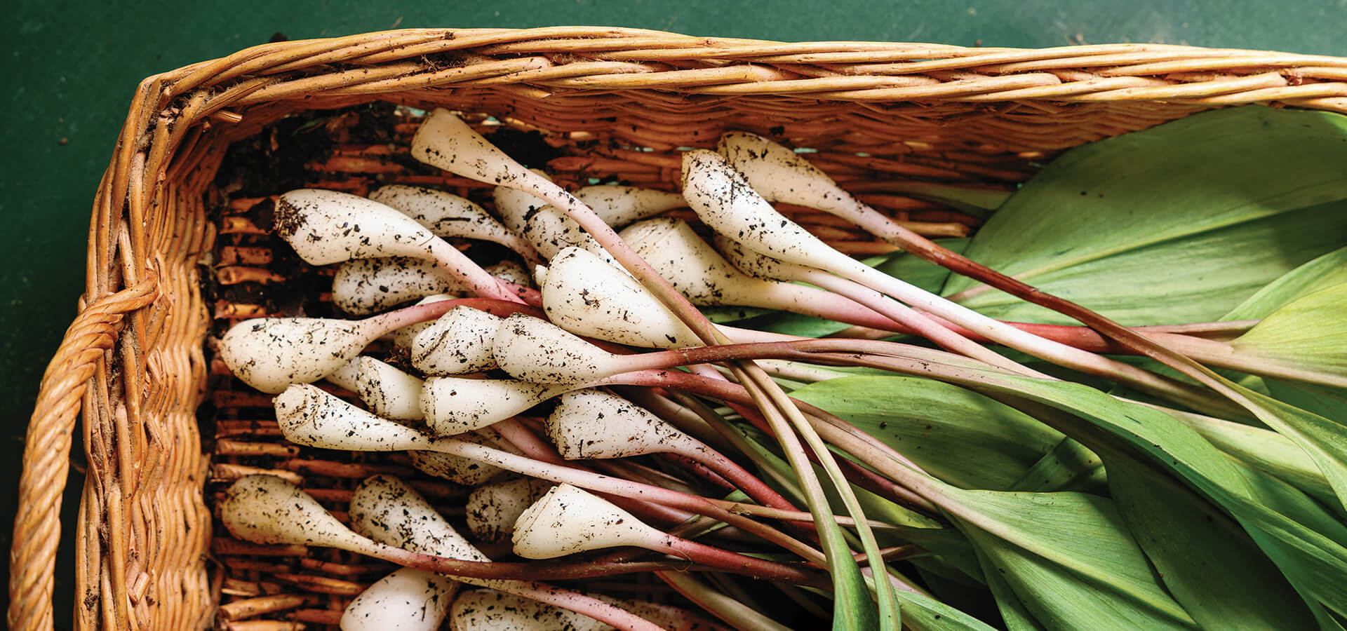 Basket full of ramps