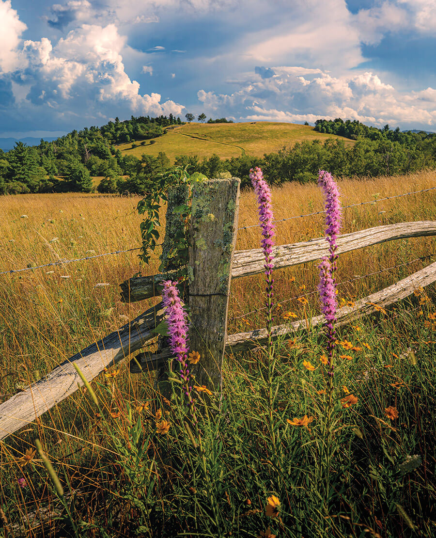 Split rail fence in Doughton Park