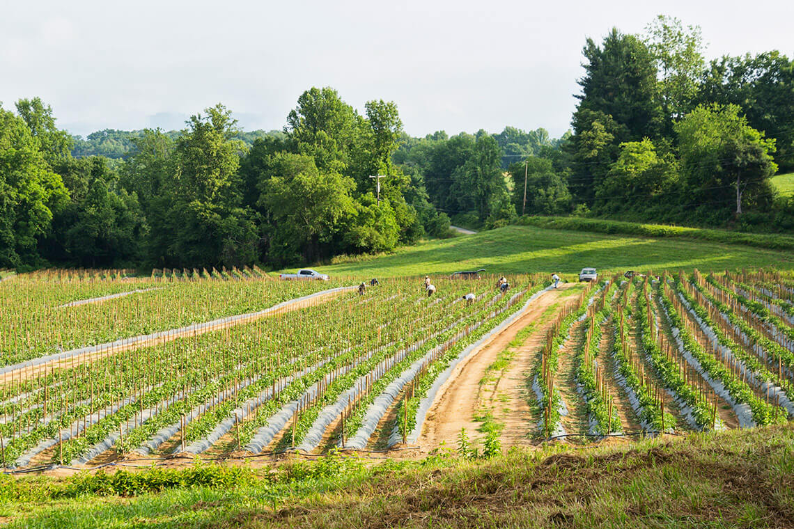 tomato farm near Asheville 