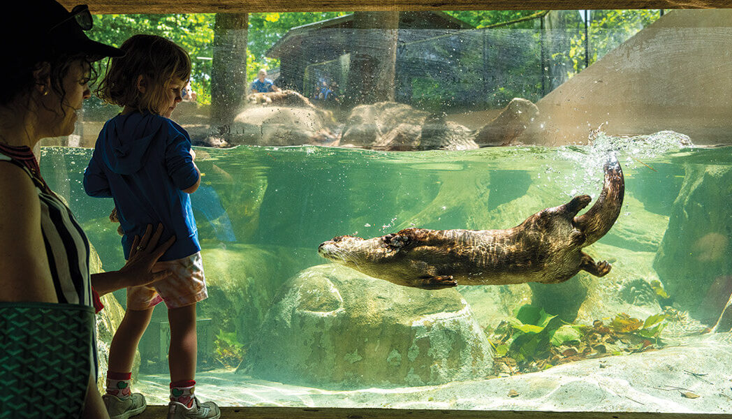 Otters at the Western NC Nature Center