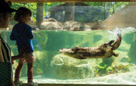 Otters at the Western NC Nature Center