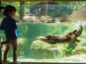 Otters at the Western NC Nature Center