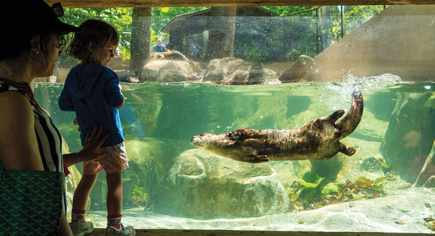 Otters at the Western NC Nature Center