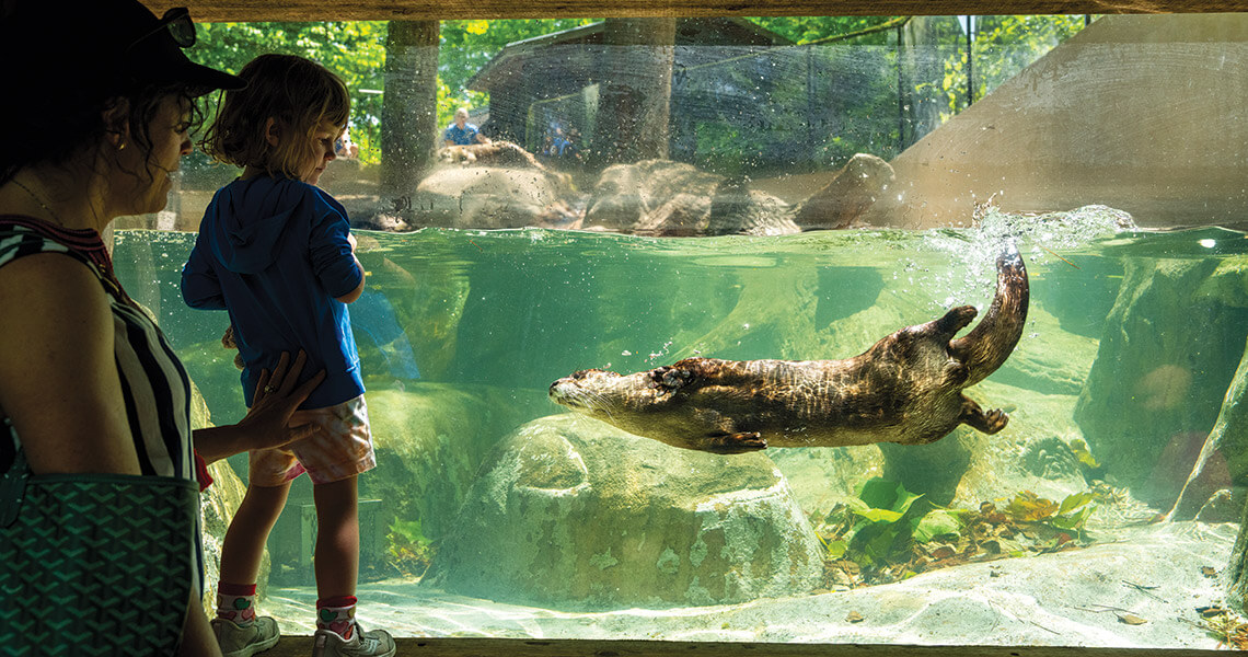 Otters at the Western NC Nature Center