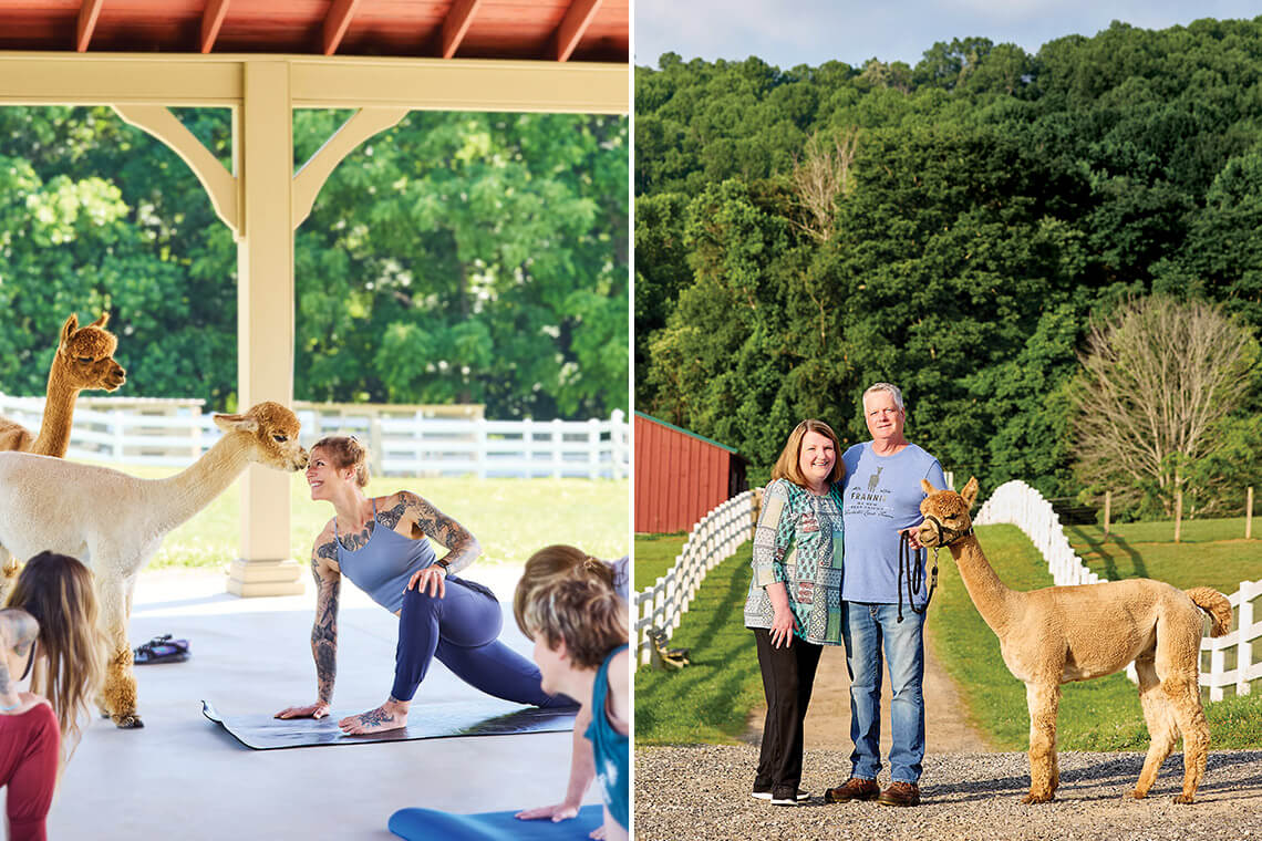 Women participate in alpaca yoga. Gayle and Ken Woodis with Teddy the alpaca