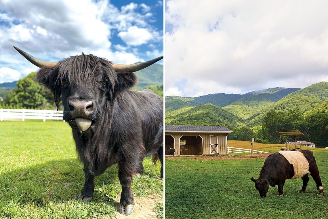 Baby Bug and Kitty Kat, cow residents at Winchester Creek Farm