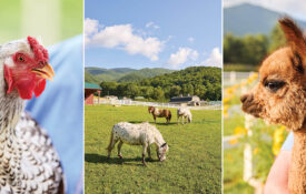Rooster, miniature horses grazing, and alpaca at Winchester Creek Farm.
