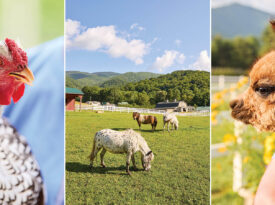 Rooster, miniature horses grazing, and alpaca at Winchester Creek Farm.
