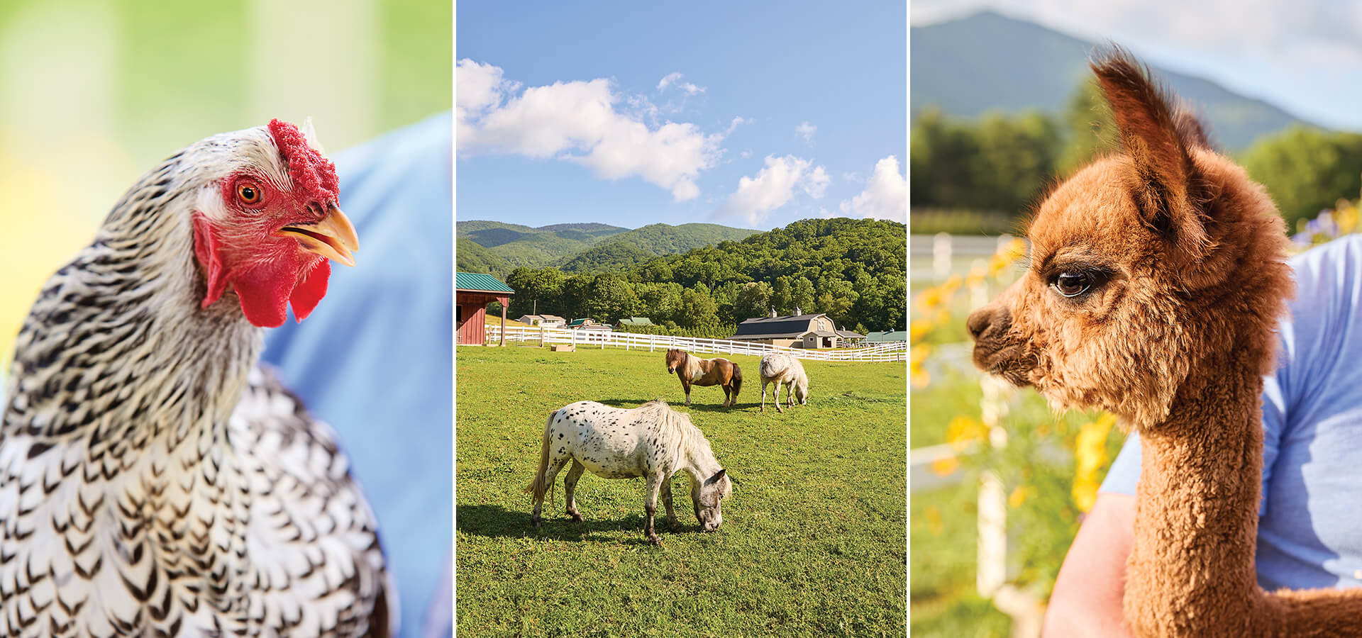 Rooster, miniature horses grazing, and alpaca at Winchester Creek Farm.