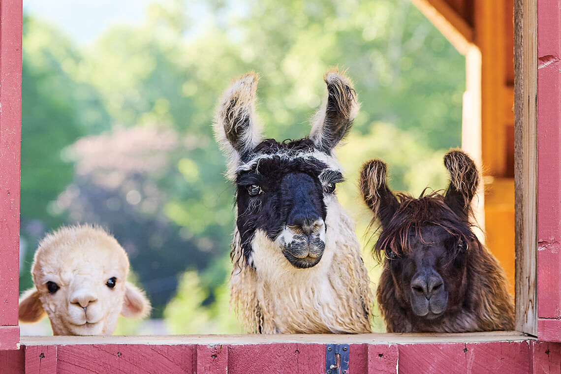 Tink the alpaca with Cosmo and Toya at Winchester Creek Farm
