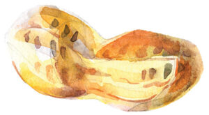 Illustration of boiled peanut