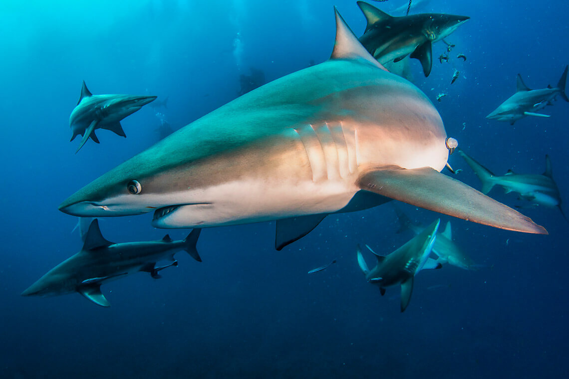 Shark