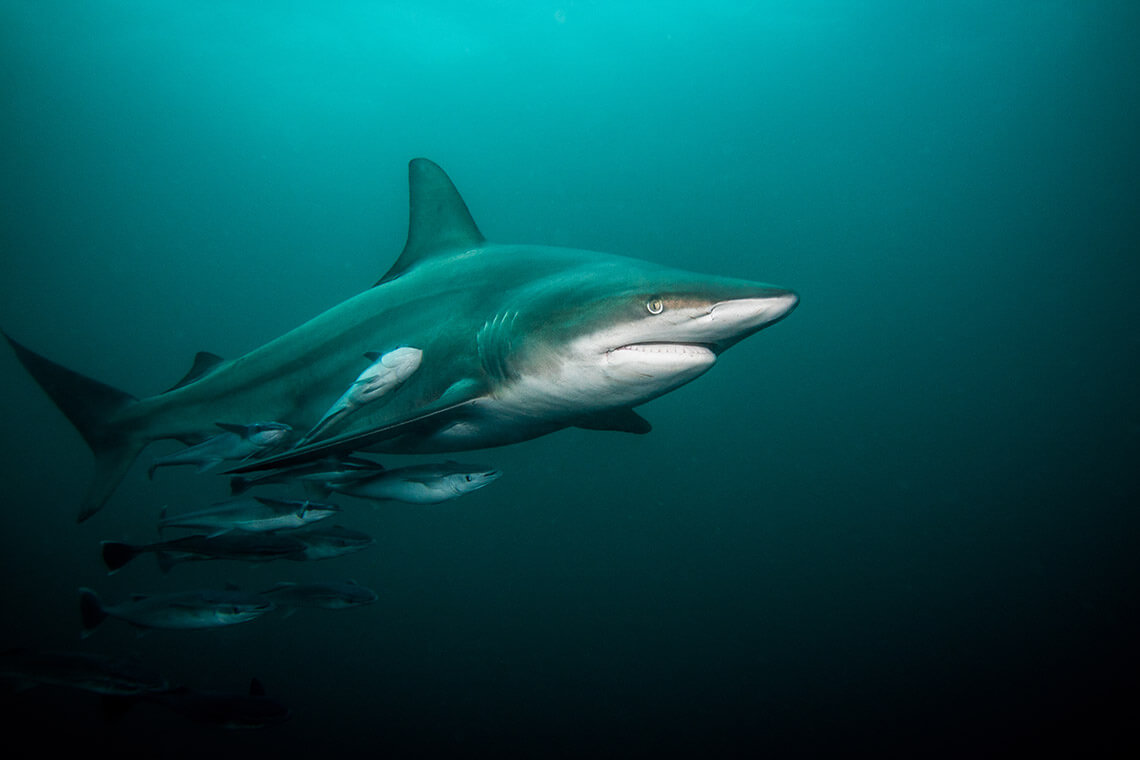 Shark