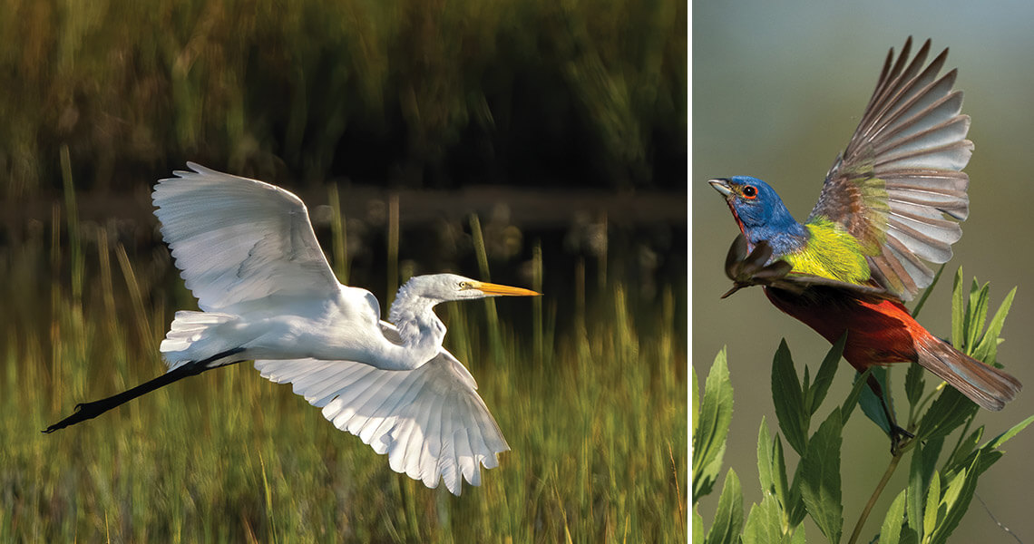 An egret and painted bunting take flight