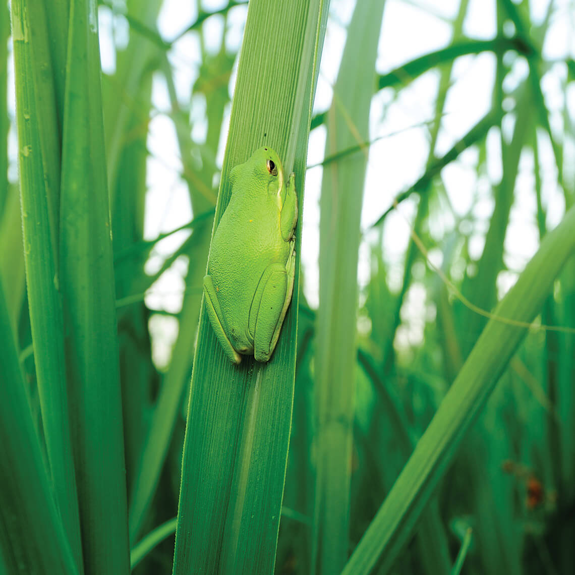 American green tree frog