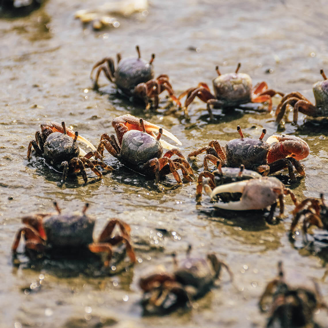Fiddler crabs