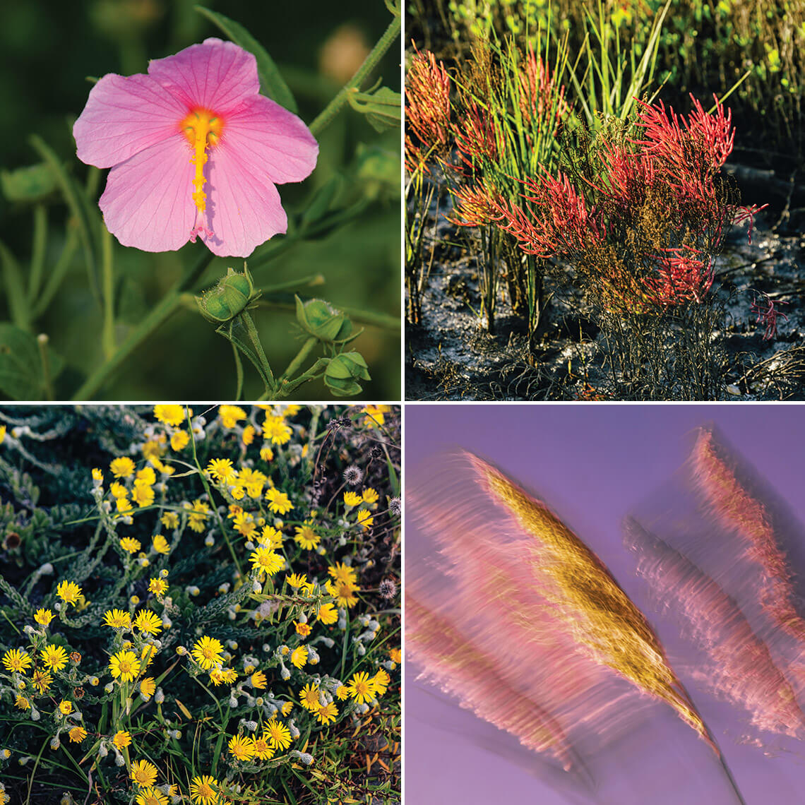 Saltmarsh mallow, glasswort, American common reed, camphor weed