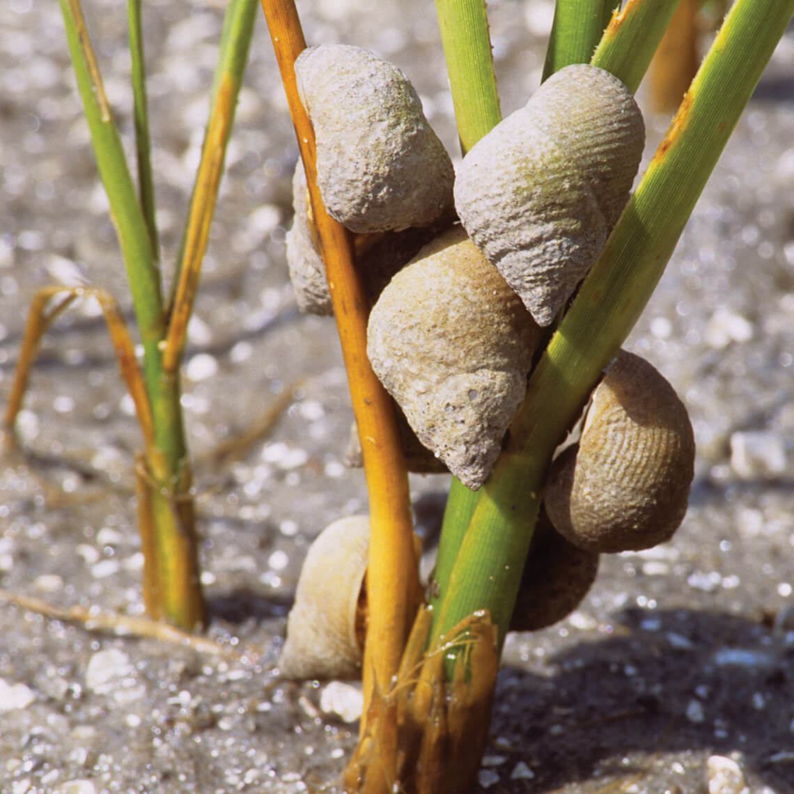 Marsh periwinkles