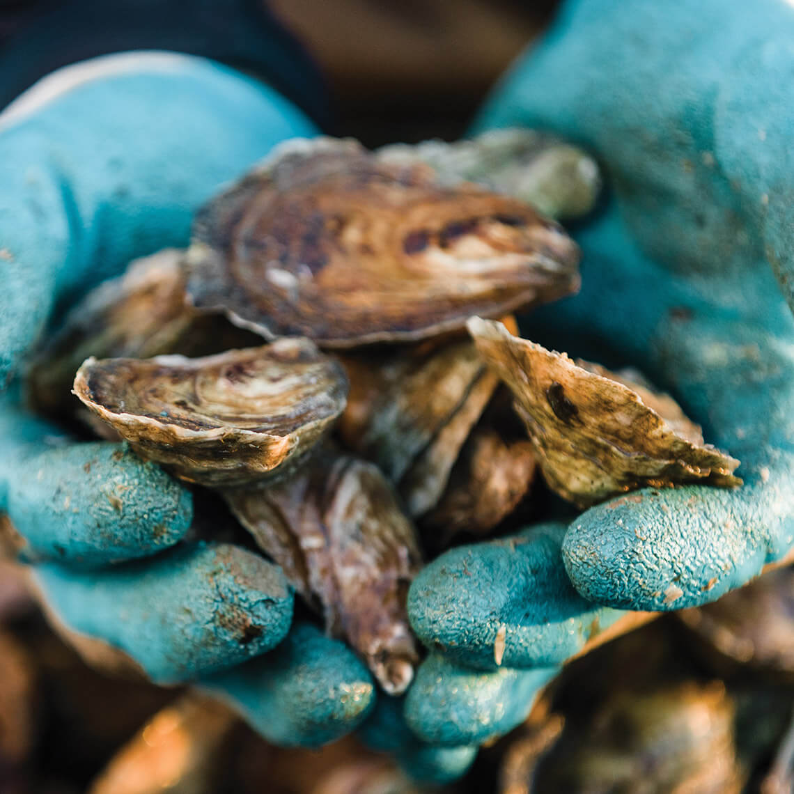 Hands hold oysters