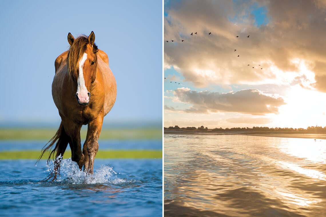 Banker pony in the marsh. Shackleford Banks at sunset