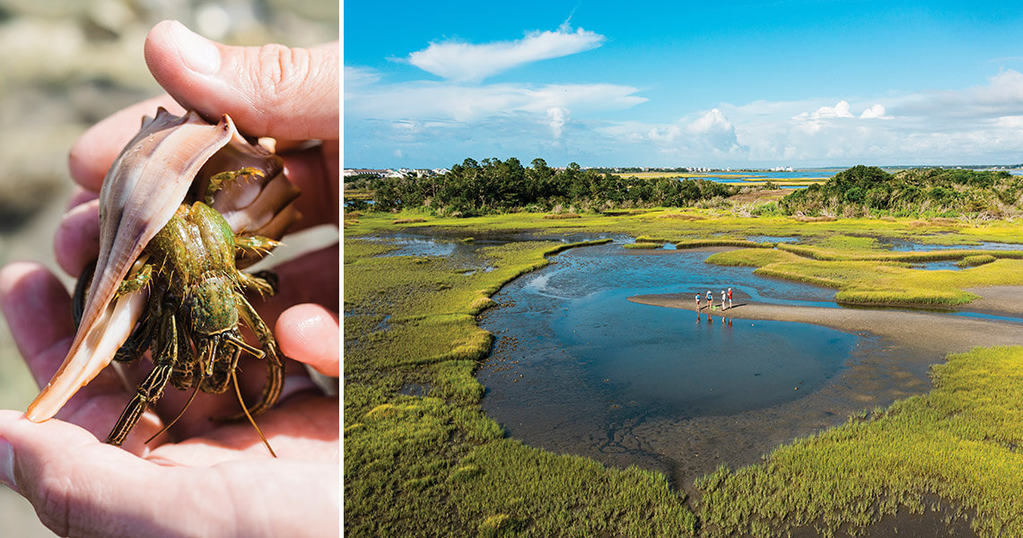 Hands hold a hermit crab.