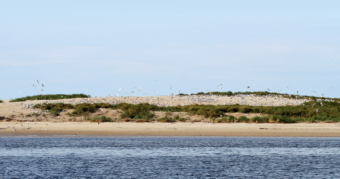 Birds make a nesting ground at Ferry Slip Island