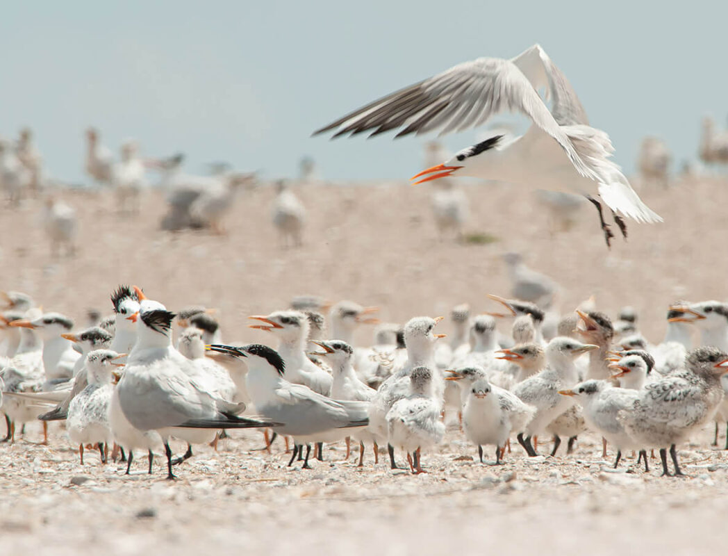 Birds prepare nesting habitats at Ferry Slip Island