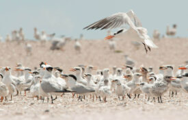 Birds prepare nesting habitats at Ferry Slip Island
