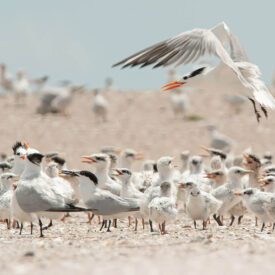 Birds prepare nesting habitats at Ferry Slip Island