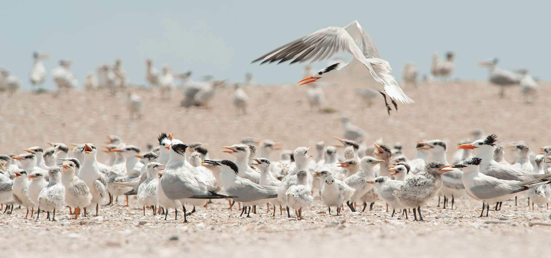 Birds prepare nesting habitats at Ferry Slip Island