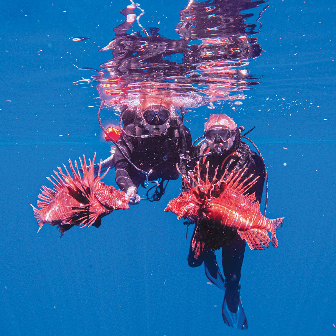 The Dosses spear lionfish
