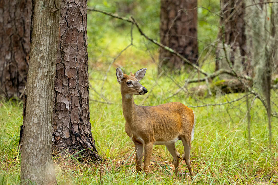 Deer in Goose Creek State Park