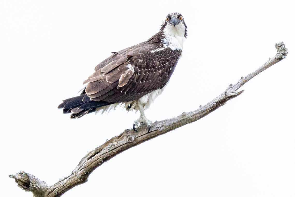 Osprey