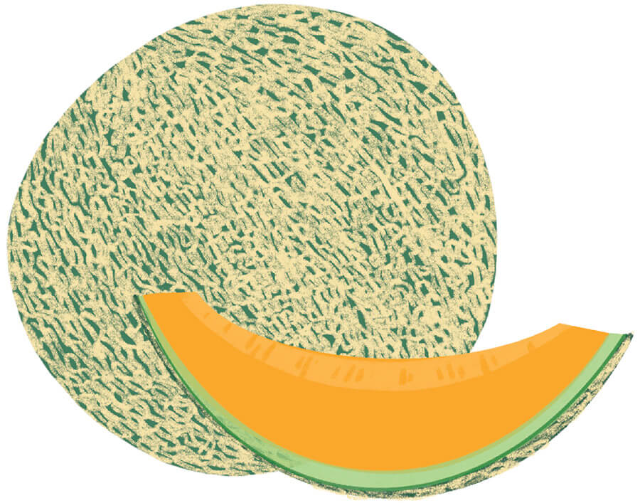 Illustration of a cantaloupe
