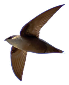 Chimney swift