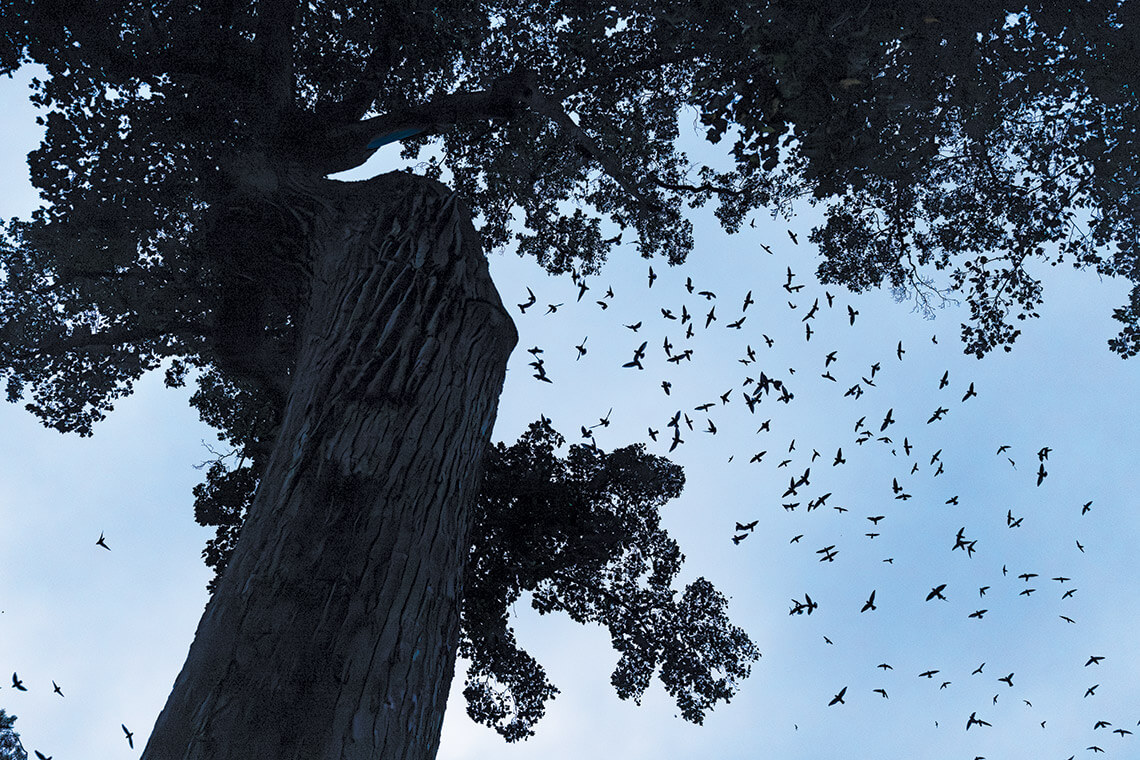 Chimney swifts fly over the Davie Poplar on UNC's campus