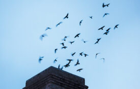 Chimney swifts fly from the chimney