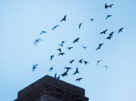 Chimney swifts fly from the chimney