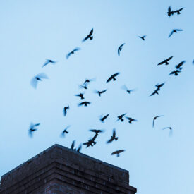 Chimney swifts fly from the chimney