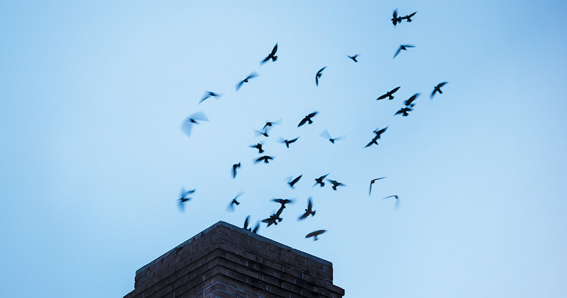 Chimney swifts fly from the chimney