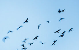 Chimney swifts fly from a chimney