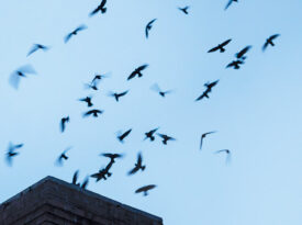 Chimney swifts fly from a chimney