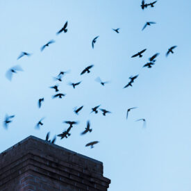 Chimney swifts fly from a chimney