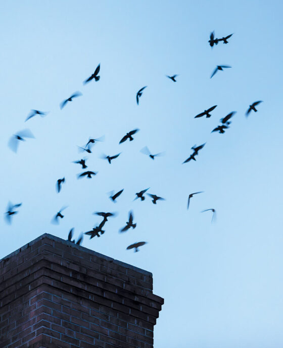 Chimney swifts fly from a chimney