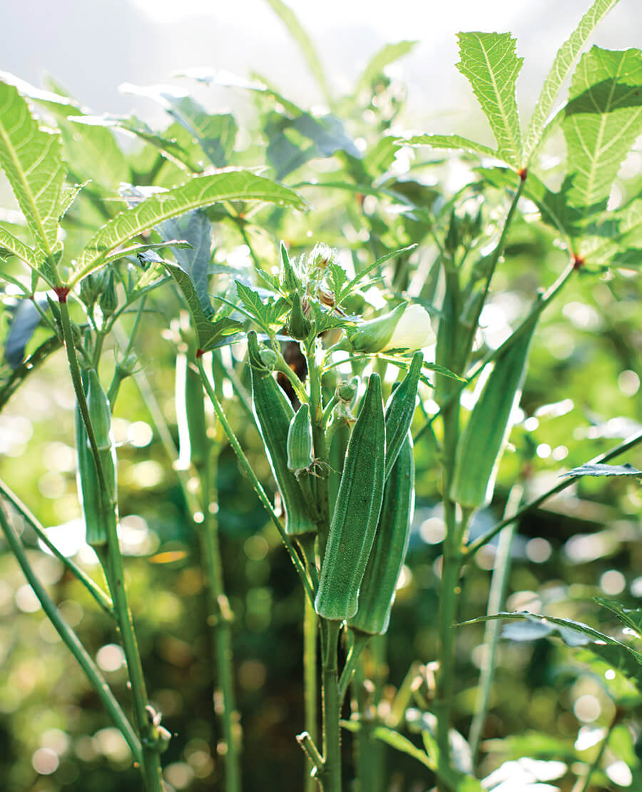 Stalks of okra plants growing in a garden