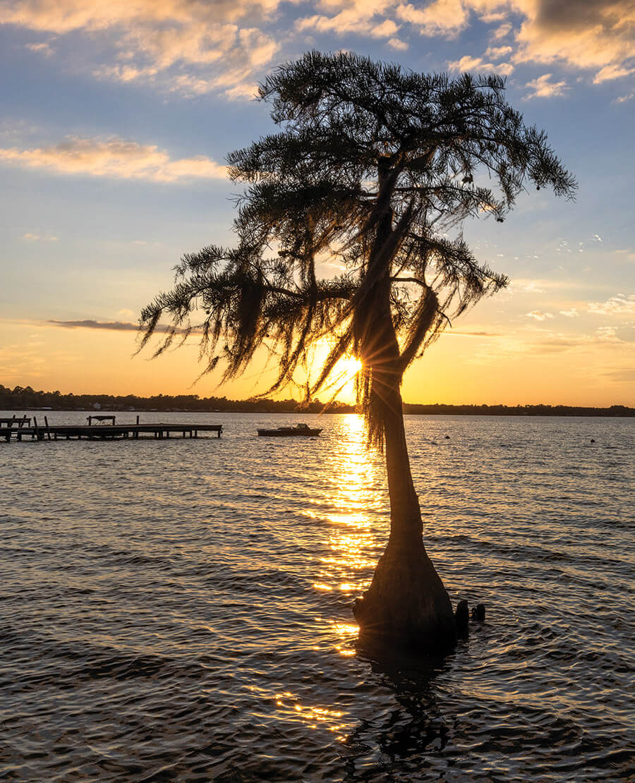 Cypress trees in White Lake